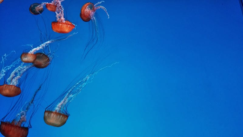 Toronto Aquarium - Jellyfish