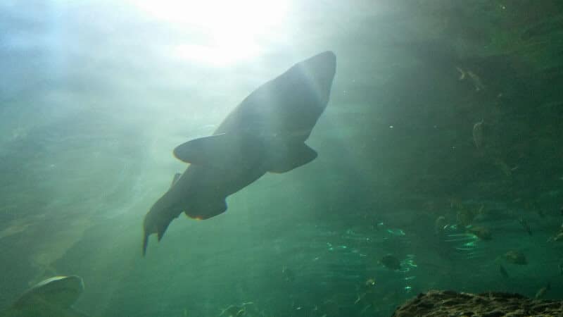 Toronto Aquarium - Shark