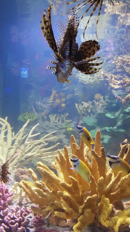 Toronto Aquarium - Striped Fish