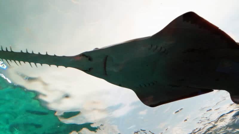 Toronto Aquarium - Sword Shark