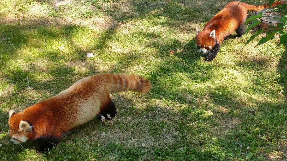 Toronto Zoo - Red Pandas - Cassie and Ralphy